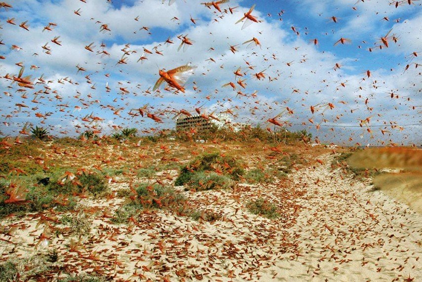Strategy to Eradicate Locust Plague