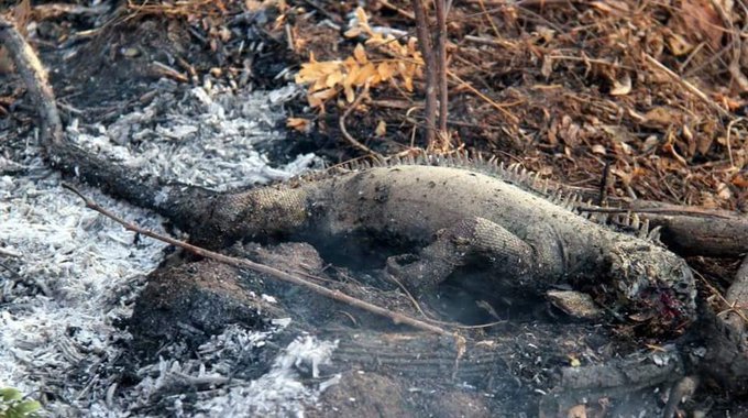 A dead wild reptile charred to death in Amazon Fire