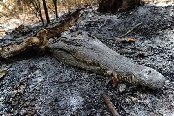 Lakhs of wild animals are charred to death