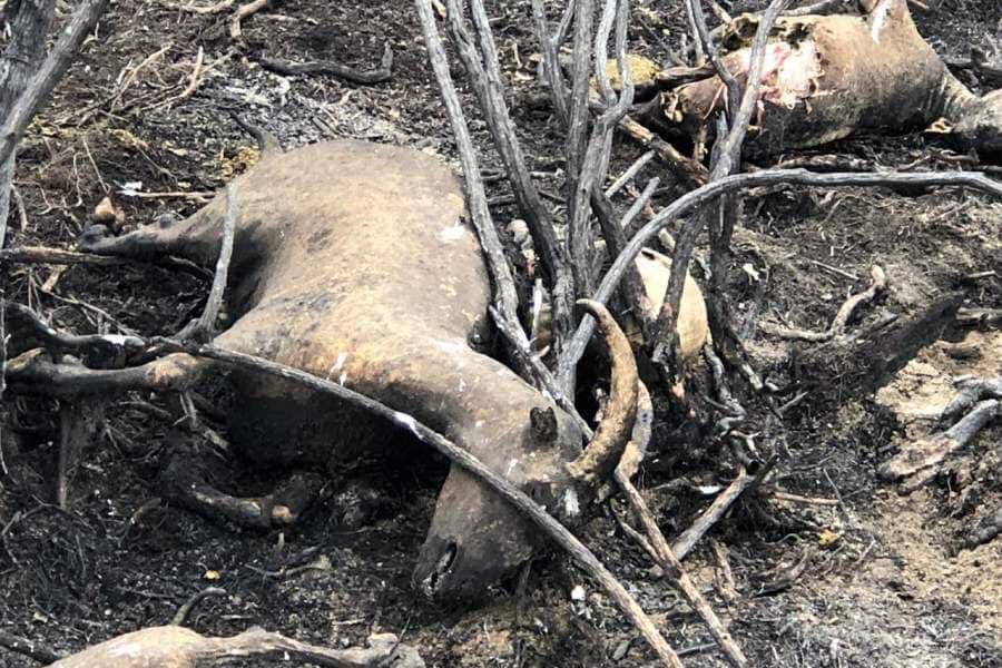 Lakhs of wild animals died in the Amazon Fire. Shouldn't  Bolsonaro be prosecuted for Crime against Humanity?