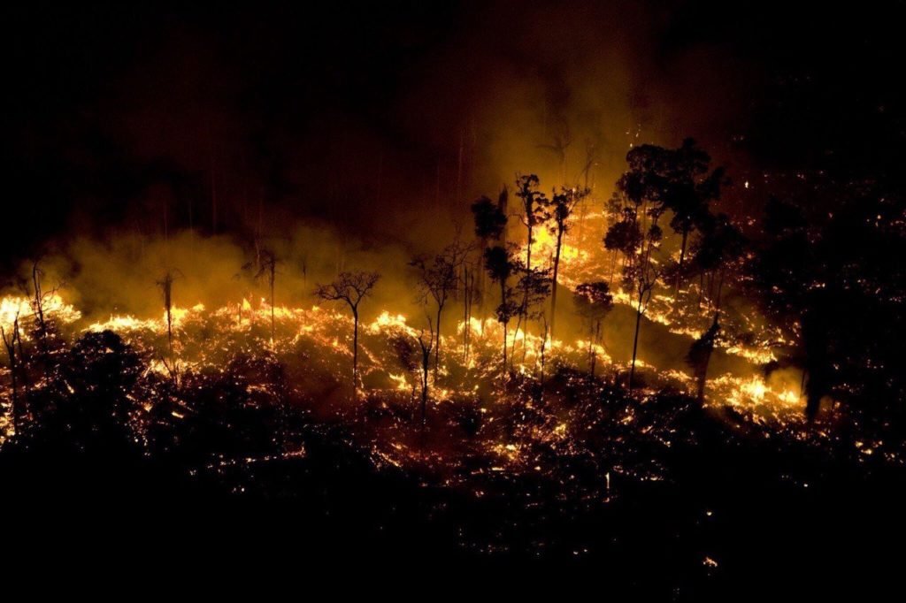 Wild Amazon fire burning everything coming on its way, Killing all wild life