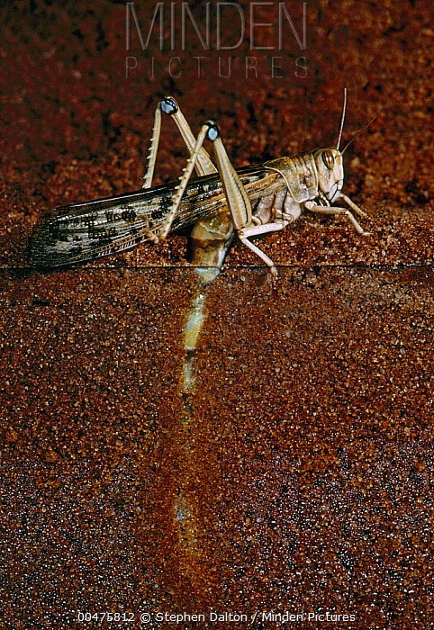Frequently Asked Questions (FAQs) about locusts Invasion: Locust laying eggs several centimeters inside the earth