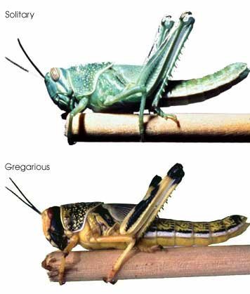 Frequently Asked Questions (FAQs) about locusts Invasion: Desert Locusts 