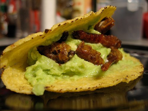 Locust tacos in Mexico (courtesy of blogjam on Flickr)