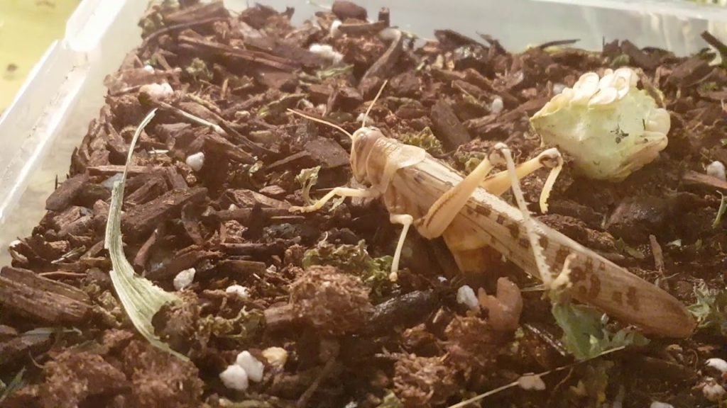 Frequently Asked Questions (FAQs) about locusts Invasion: Locust laying eggs